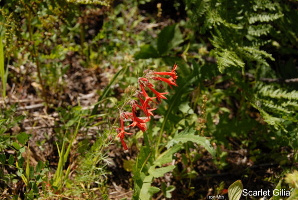 Scarlet Gilia