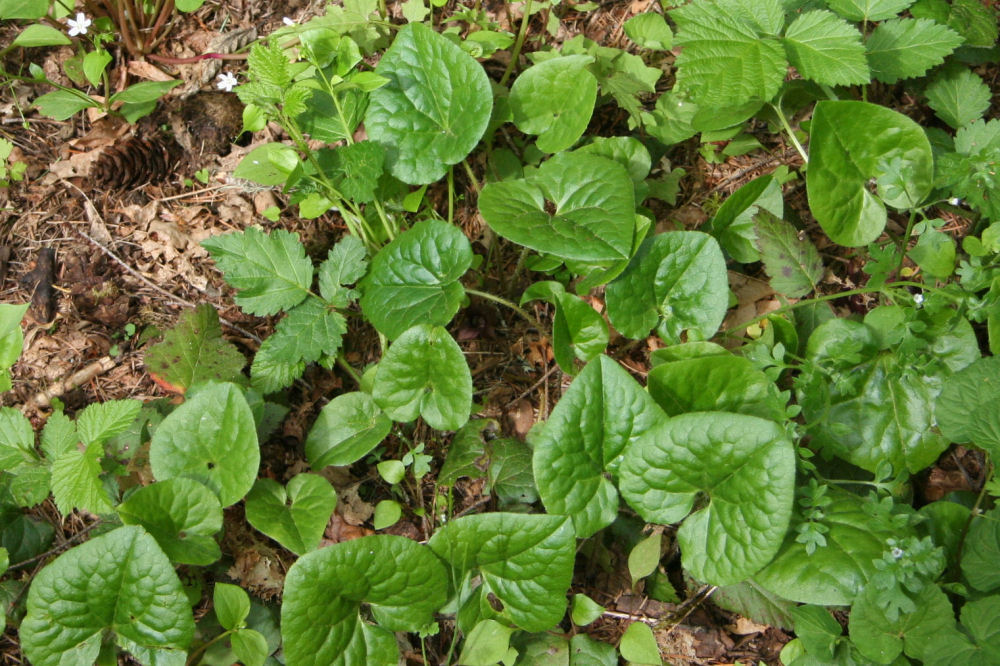 Wildflowers Found in Oregon