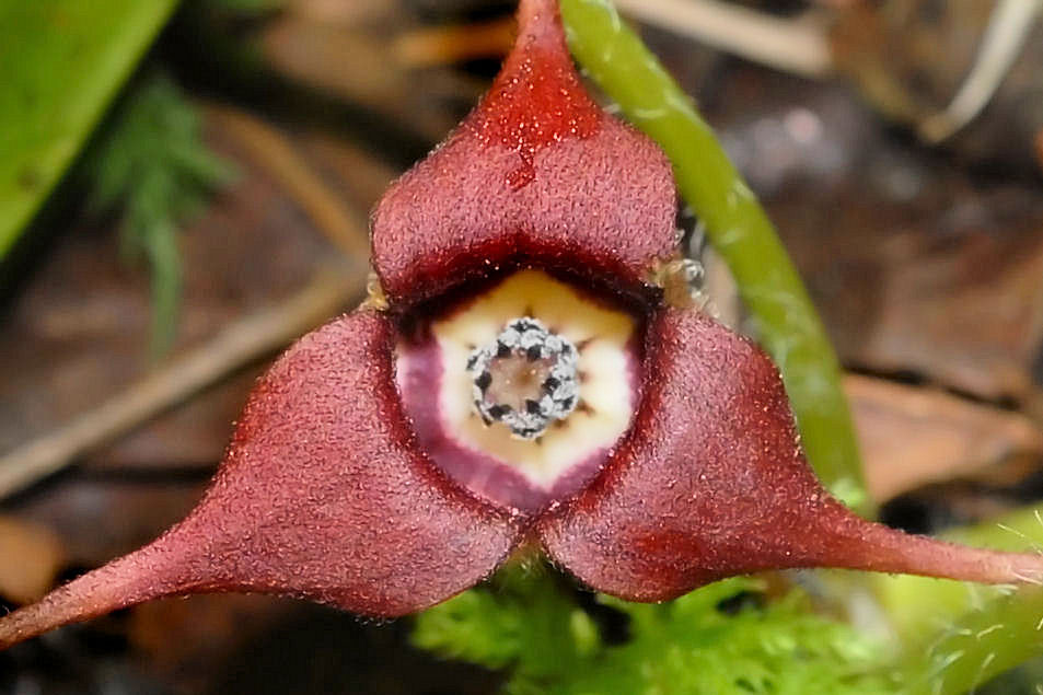 Wildflowers Found in Oregon