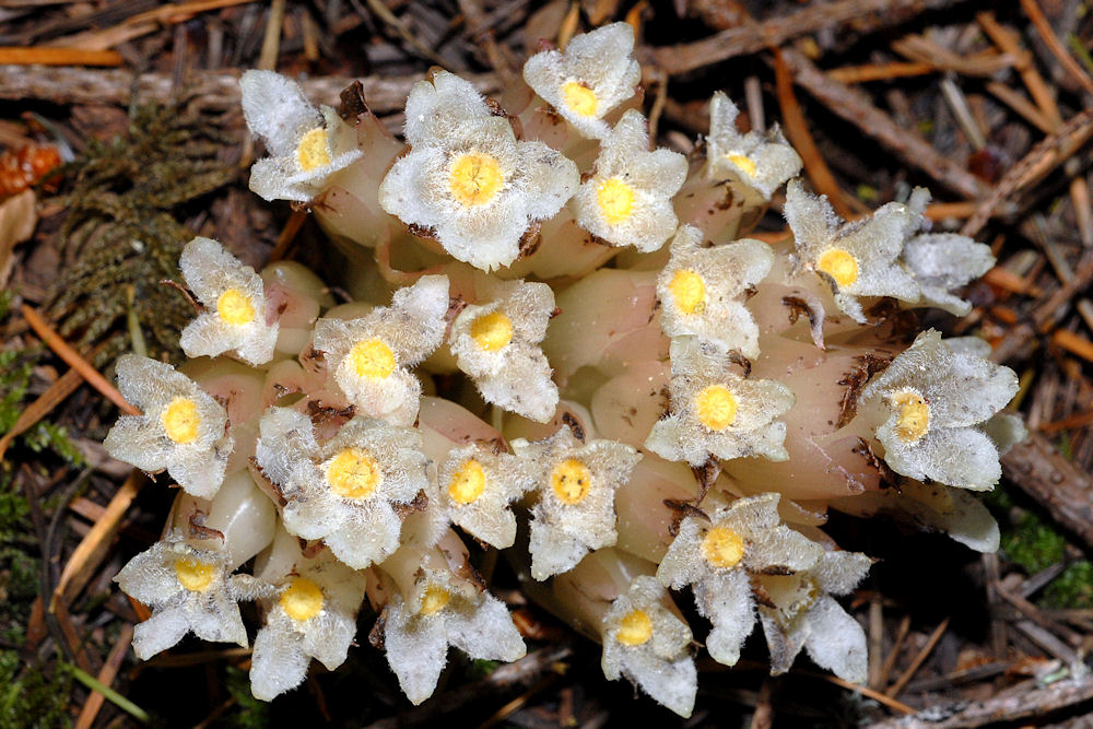 Wildflowers Found in Oregon - Gnome Plant