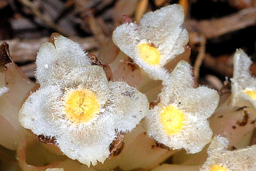 Wildflowers Found in Oregon