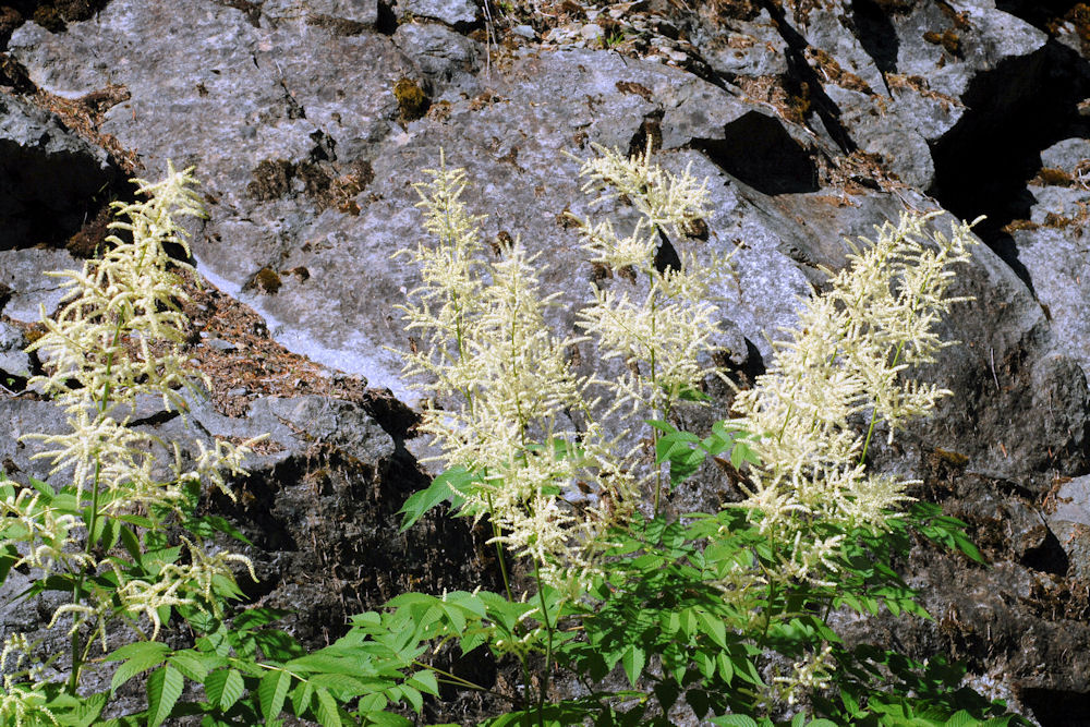 Wildflowers Found in Oregon - Goat's Beard