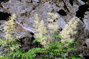 Goat's Beard