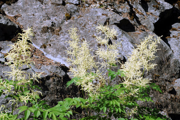 Goat's Beard