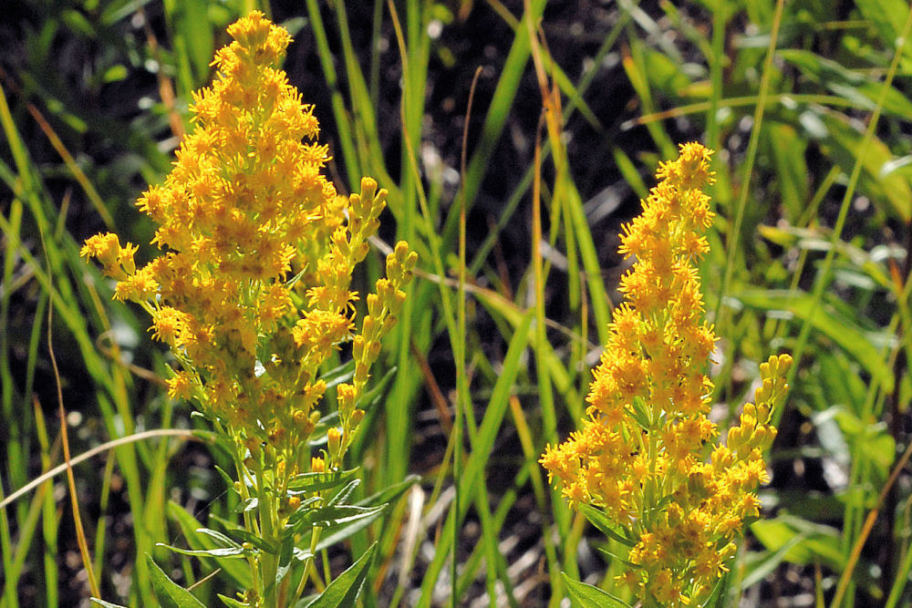 Canada Goldenrod - Wildflowers Found in Oregon