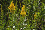 Goldenrod, Canada