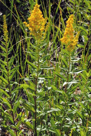 Canada Goldenrod