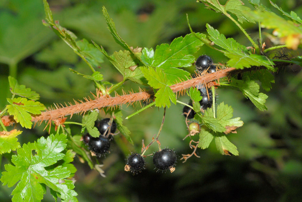 Black Swamp Gooseberry - Wildflowers Found in Oregon