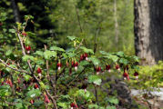 Gooseberry, Fuchia Fowered