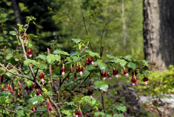 Fuschia-flowered Gooseberry