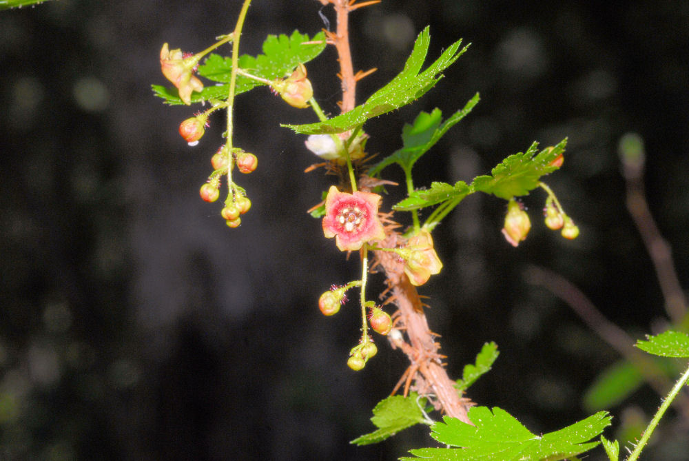 Mountain Gooseberry