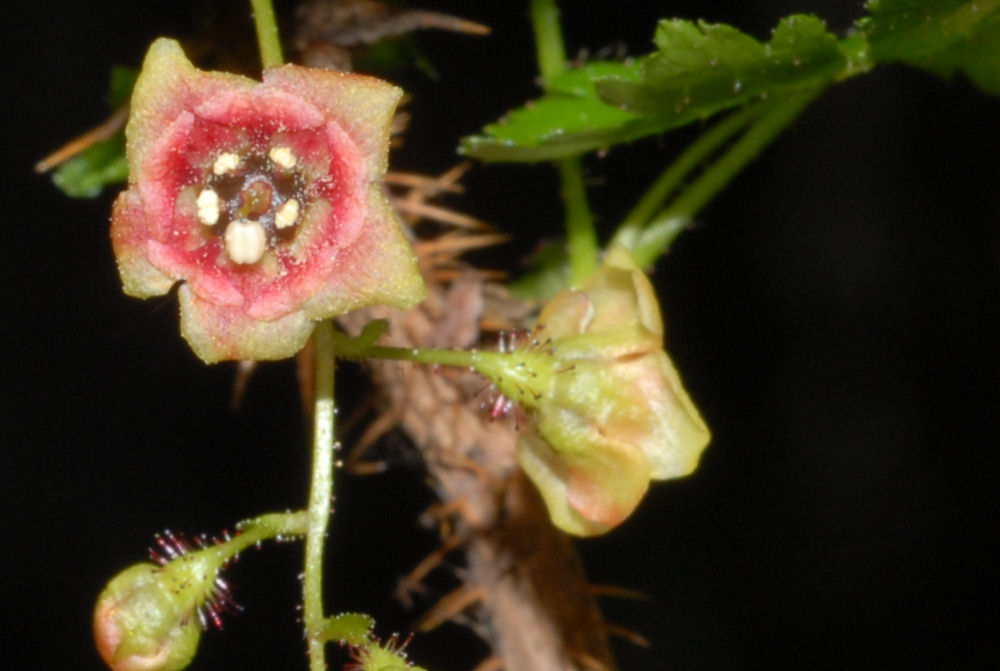 Mountain Gooseberry