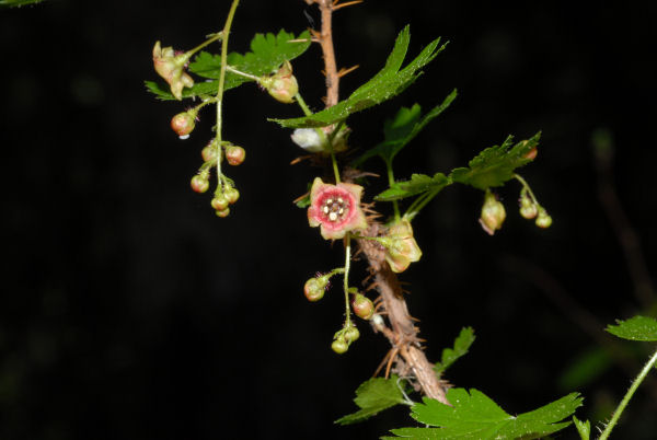 Mountain Gooseberry