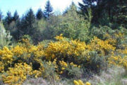 Gorse