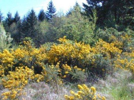 Gorse