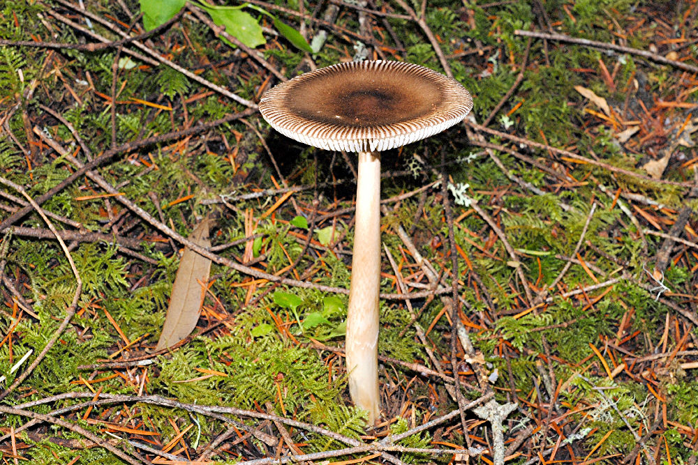 Constricted Grisette - Wildflowers Found in Oregon