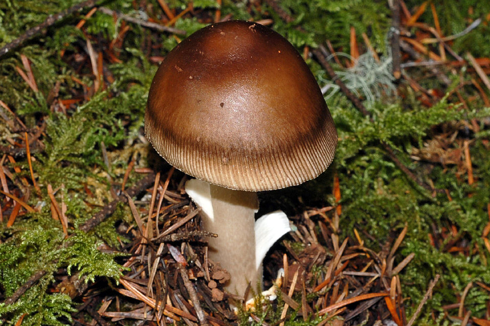 Constricted Grisette - Wildflowers Found in Oregon