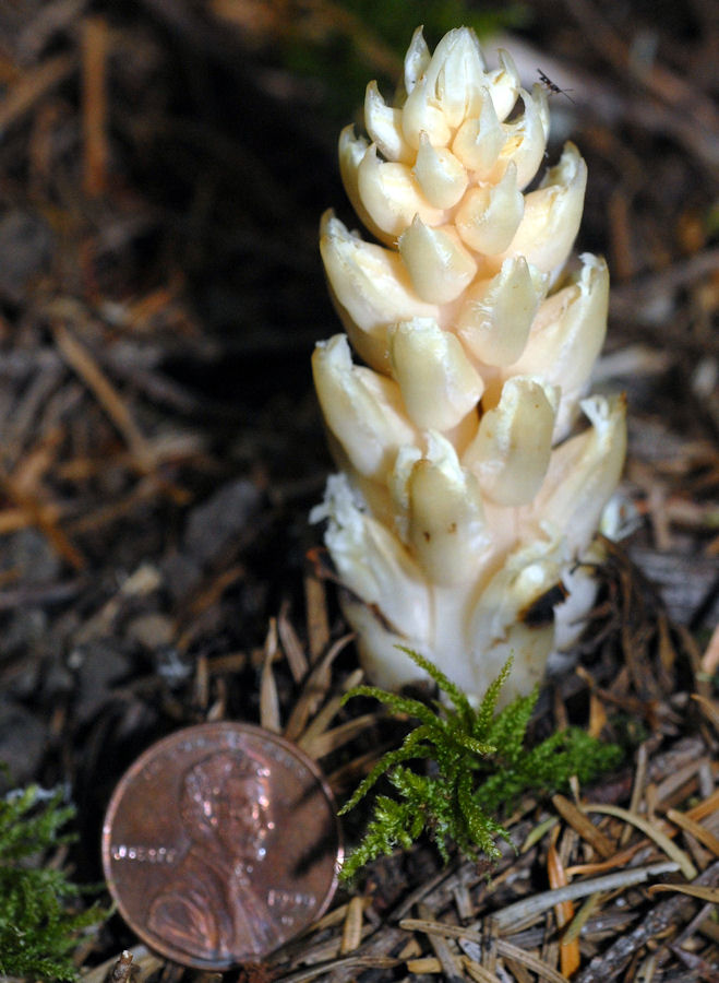 Vancouver Groundcone - Wildflowers Found in Oregon