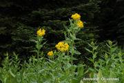 Groundsel, Arrowleaf