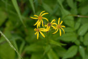 Groundsel, Thick-leaved