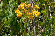 Groundsel, Western