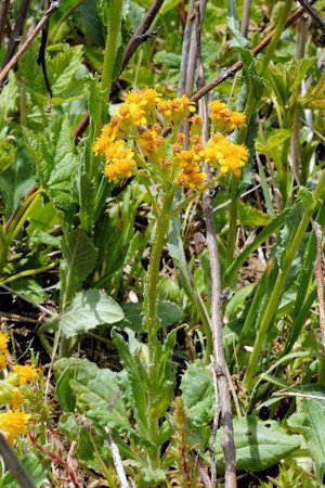 Western Groundsel