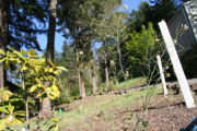 Groundsel, Wood