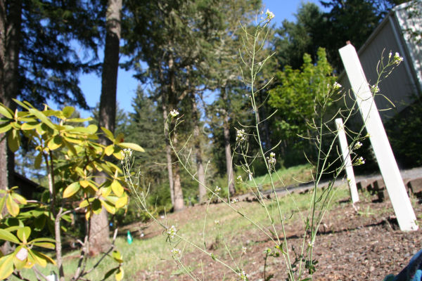 Wood Groundsel