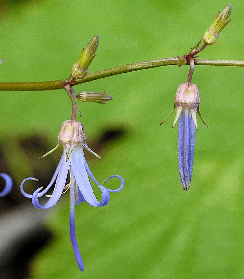 California Harebell