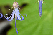 Harebell, California