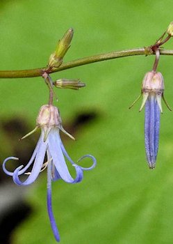 California Harebell