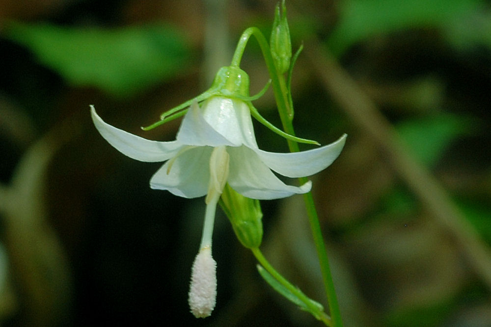 Scouler's Harebell