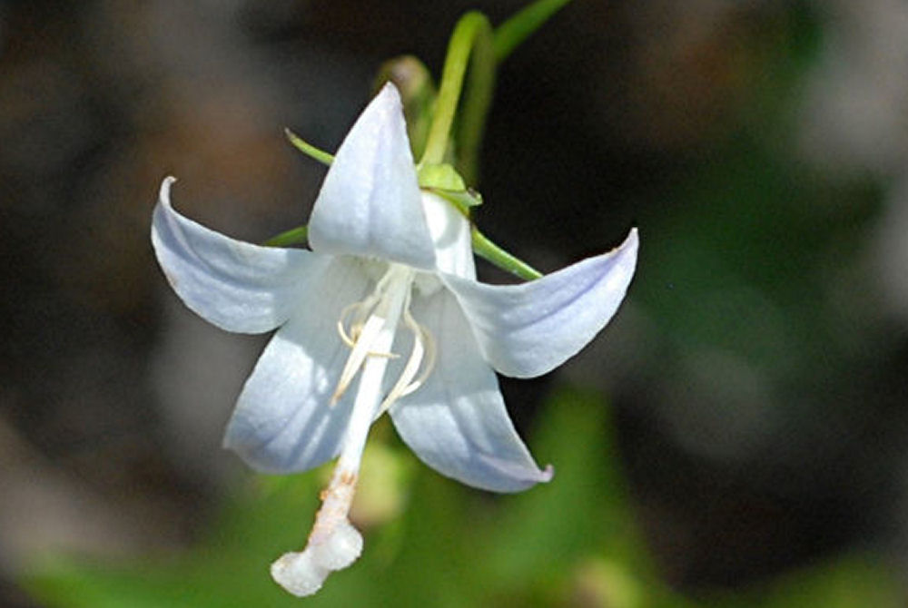 Scouler's Harebell