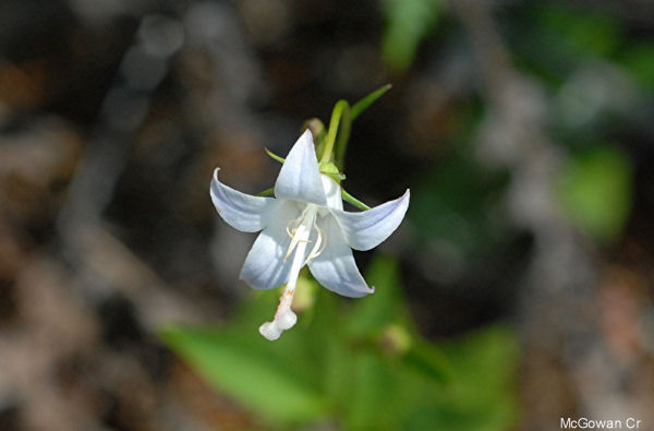 Scouler's Harebell