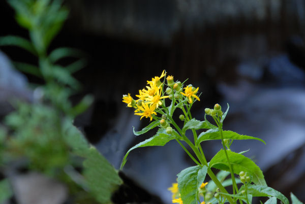 Meadow Hawksbeard