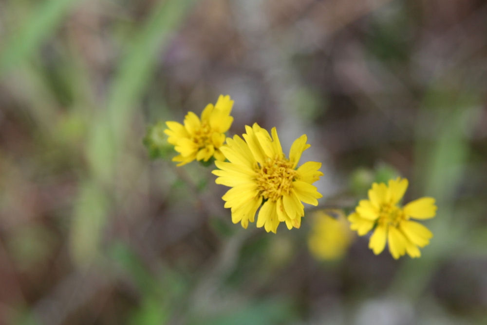 Smooth Hawksbeard 