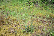 Hawksbeard, Smooth