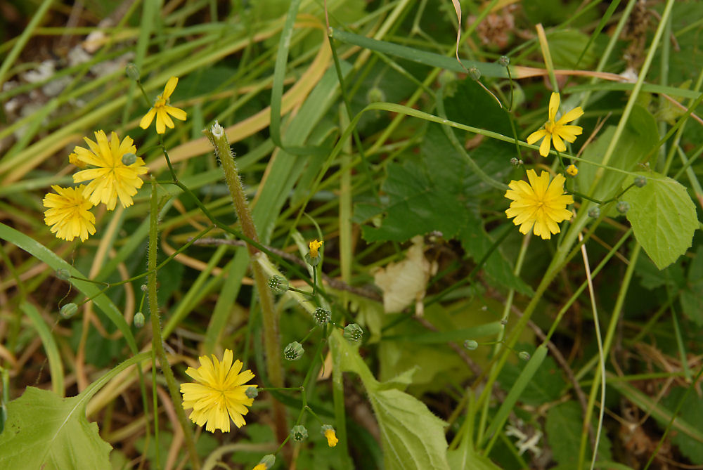 Scouler's Hawkweed 