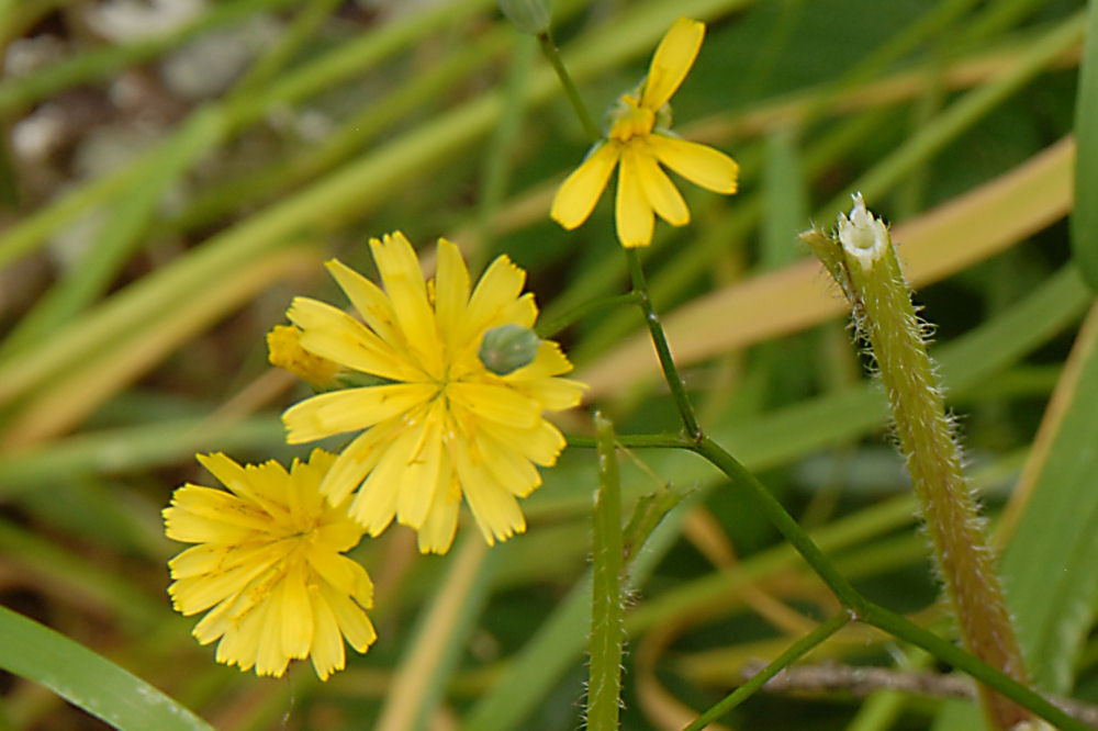 Scouler's Hawkweed 