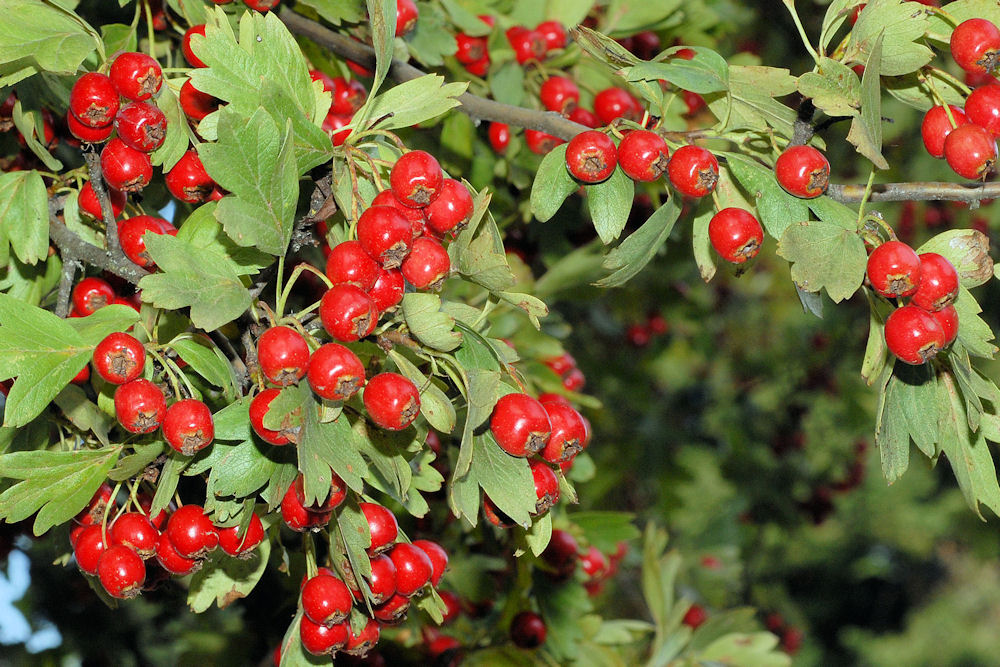 English Hawthorn 