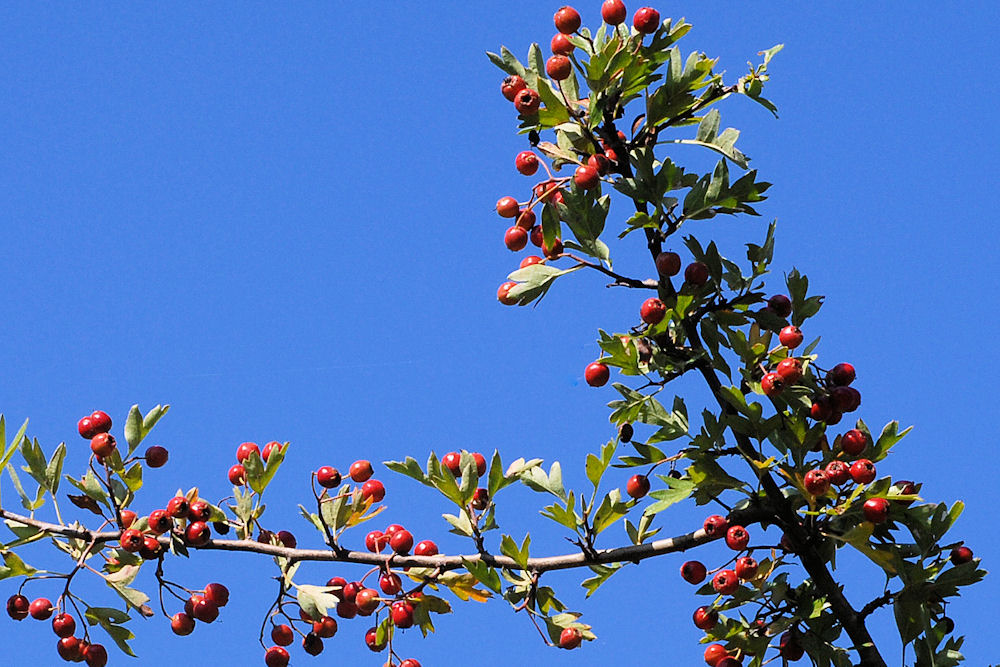 English Hawthorn 