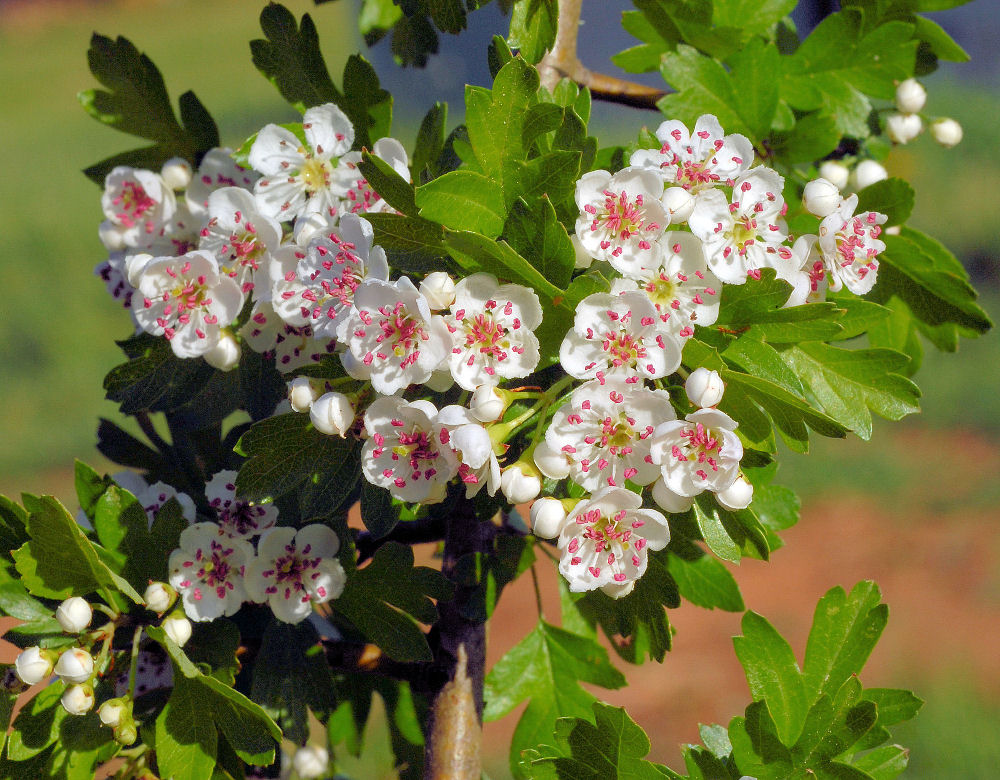 English Hawthorn 