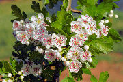 Hawthorn, English