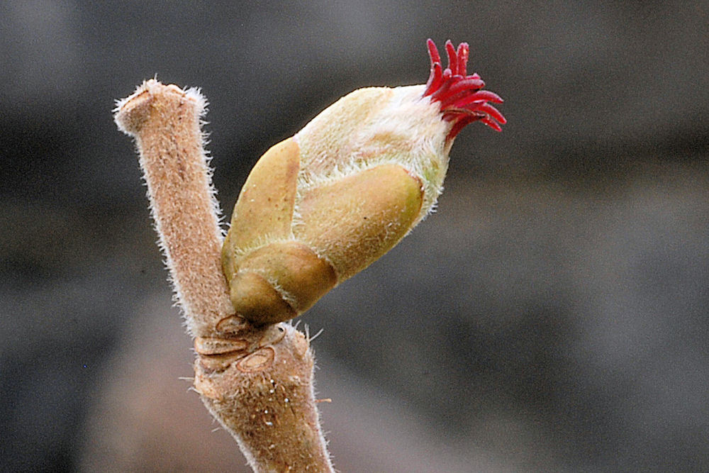 Filbert - Hazelnut Bud 