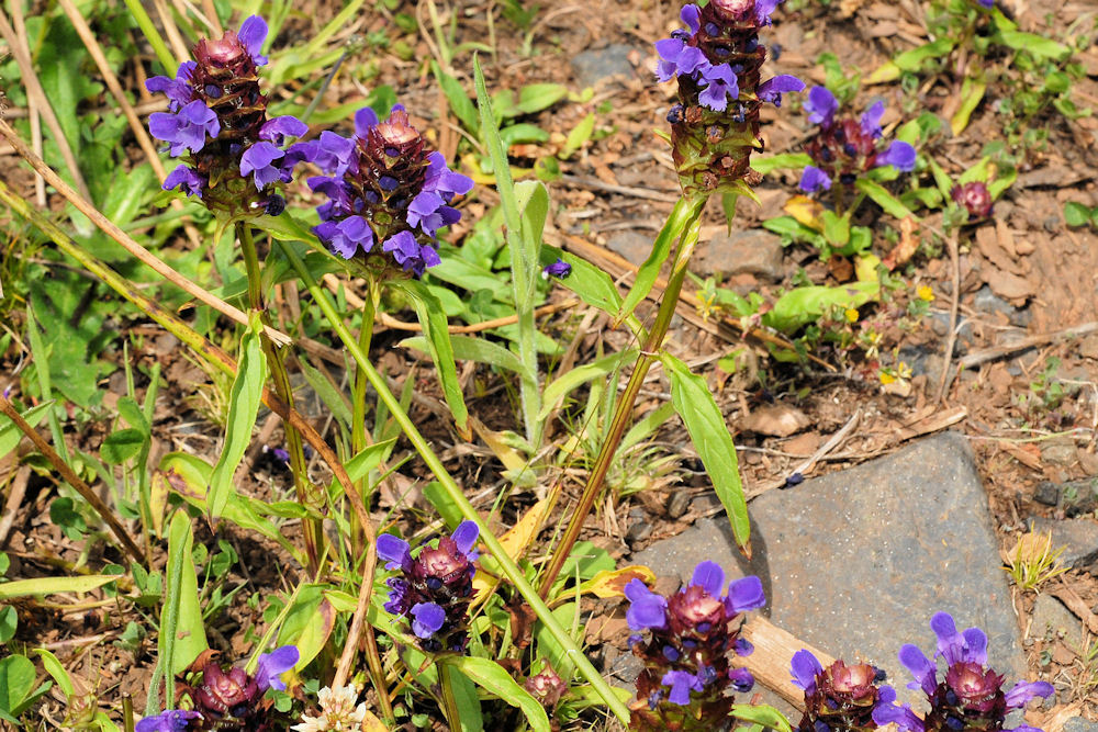 Blue Heal All Found in Oregon