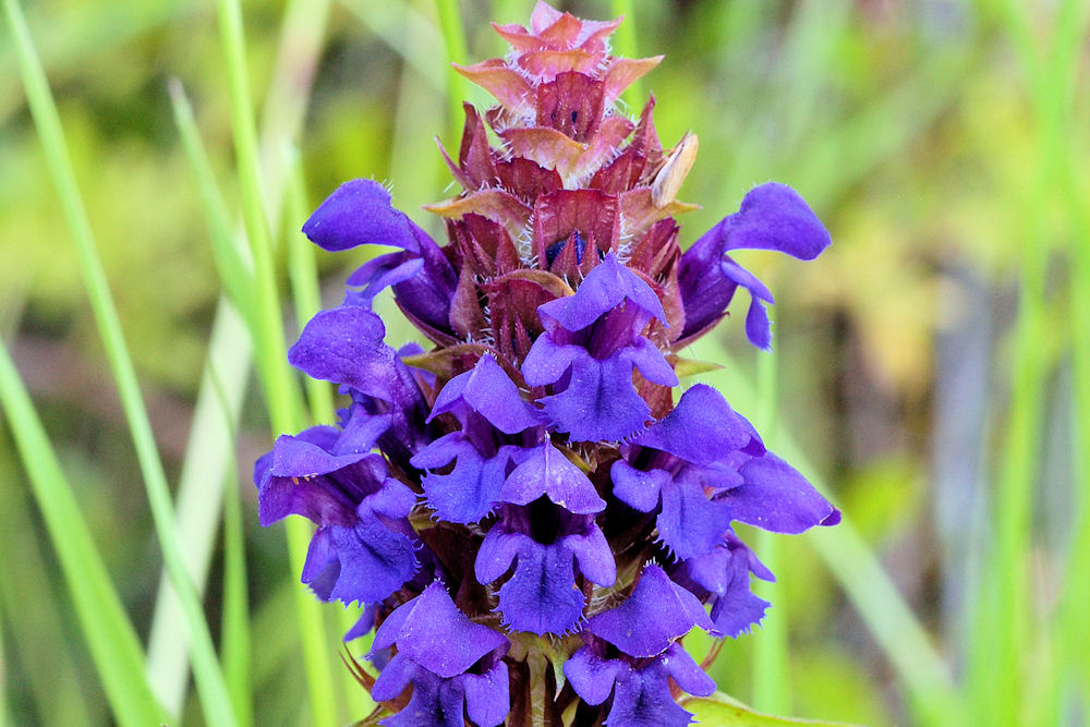 Blue Heal All Found in Oregon