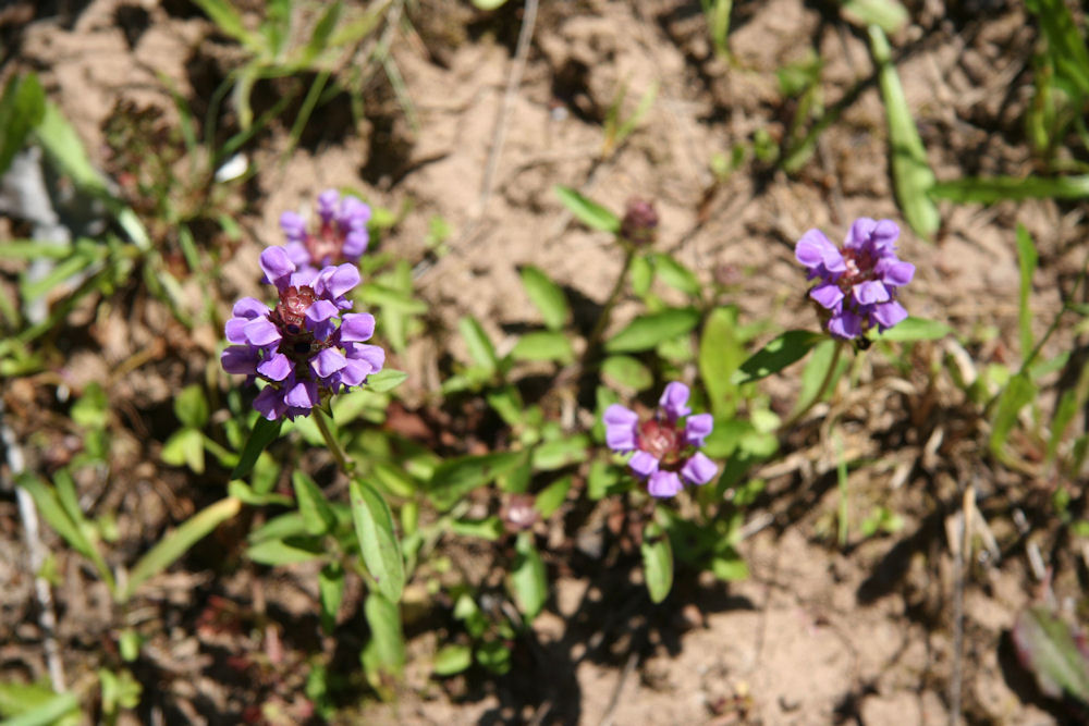 Lavender Heal All 