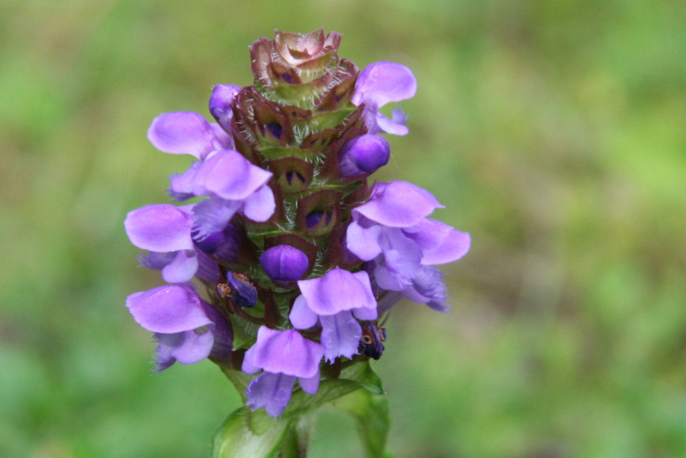 Lavender Heal All 