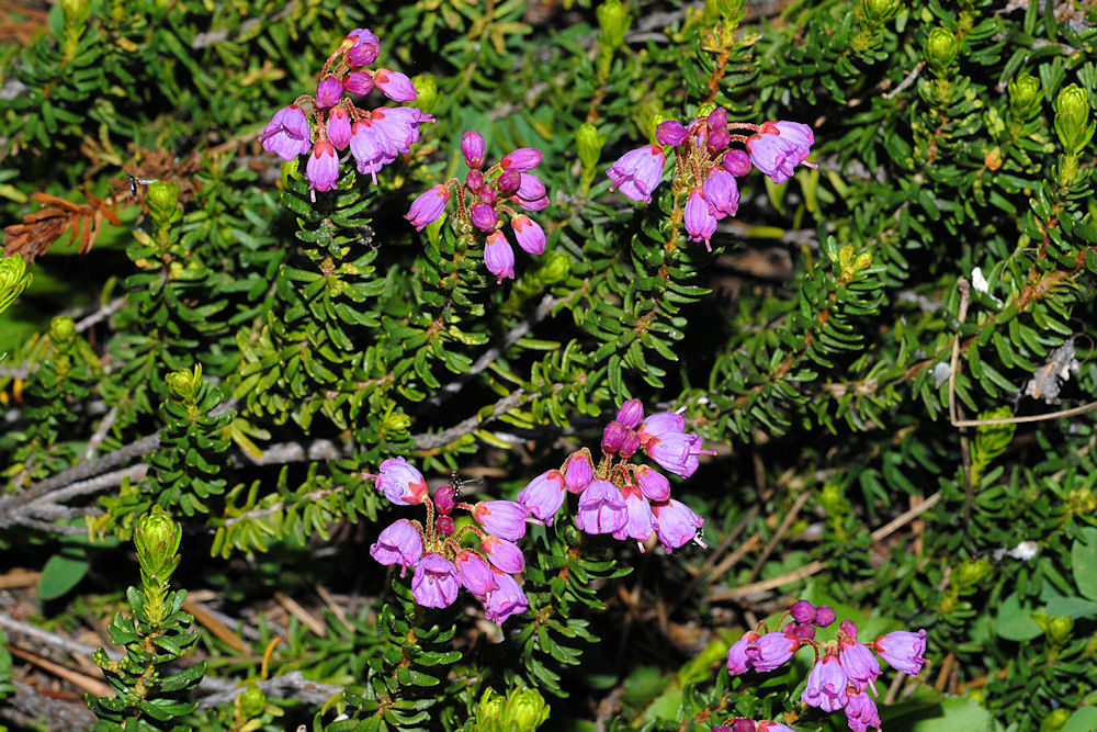 Pink Mountain Heather 