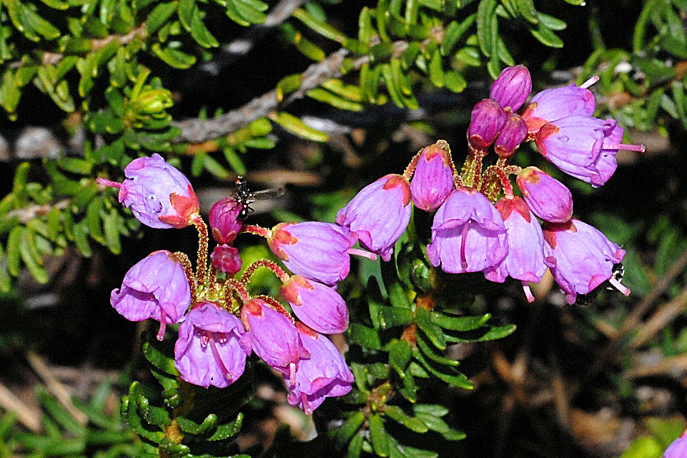 Pink Mountain Heather 